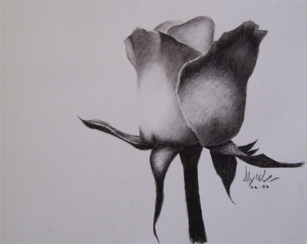 600x477 Flower Sketches Free Amp Premium Templates - Black And White Sketches Of Flowers