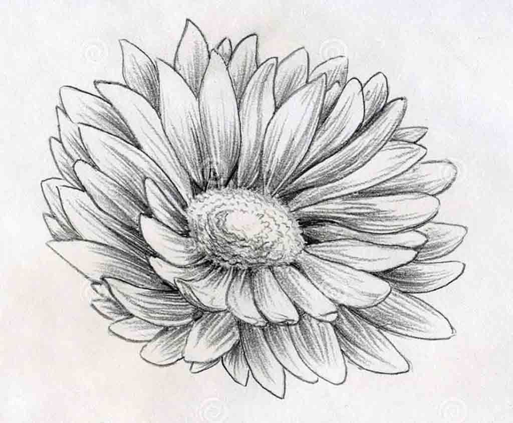 1024x844 How To Draw Flowers Step By Step With Pencil - Black And White Sketches Of Flowers
