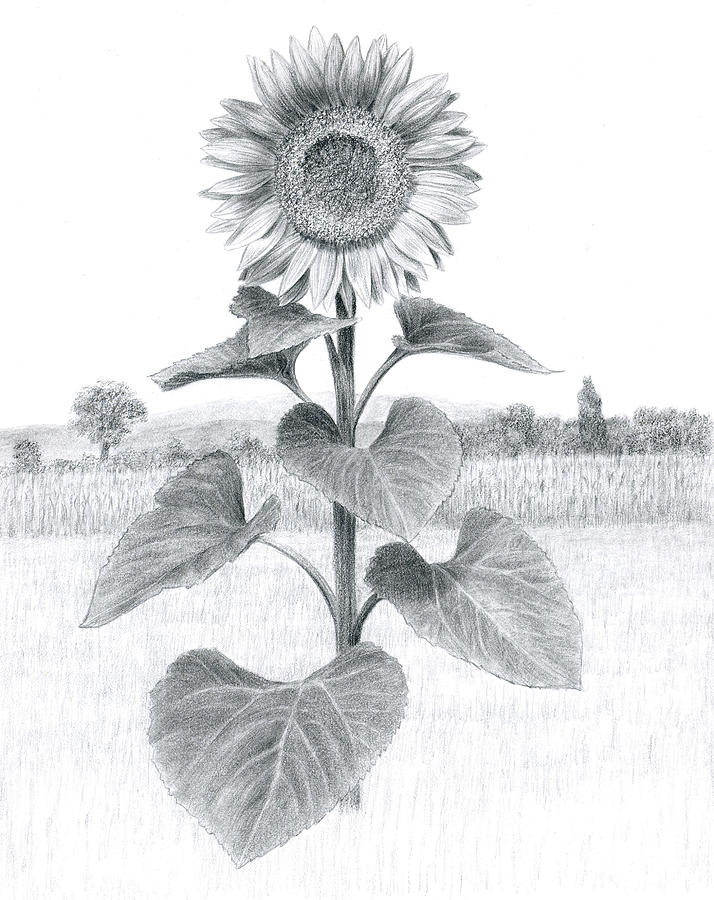 714x900 Black And White Sunflower Drawings Fine Art America - Black And White Sunflower Sketch