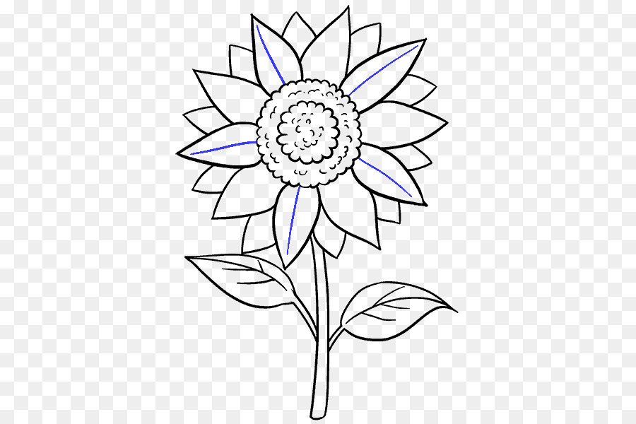 900x600 Drawing Common Sunflower Black And White Sketch - Black And White Sunflower Sketch