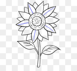 260x240 Free Download Drawing Common Sunflower Black And White Sketch - Black And White Sunflower Sketch