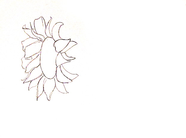 621x460 How To Draw Sunflowers - Black And White Sunflower Sketch