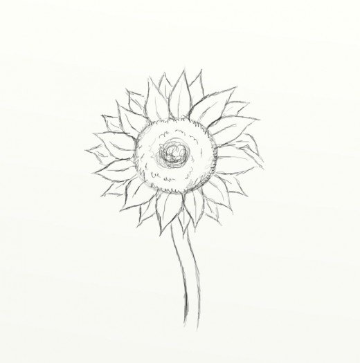 520x525 How To Draw A Sunflower Feltmagnet - Black And White Sunflower Sketch
