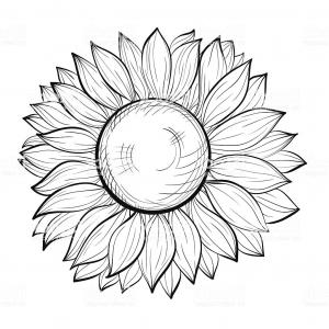 300x300 Stock Photo Flowers Hand Drawn Sketch Flower Sunflower White Lily - Black And White Sunflower Sketch