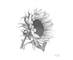 300x245 Sunflower Drawings - Black And White Sunflower Sketch