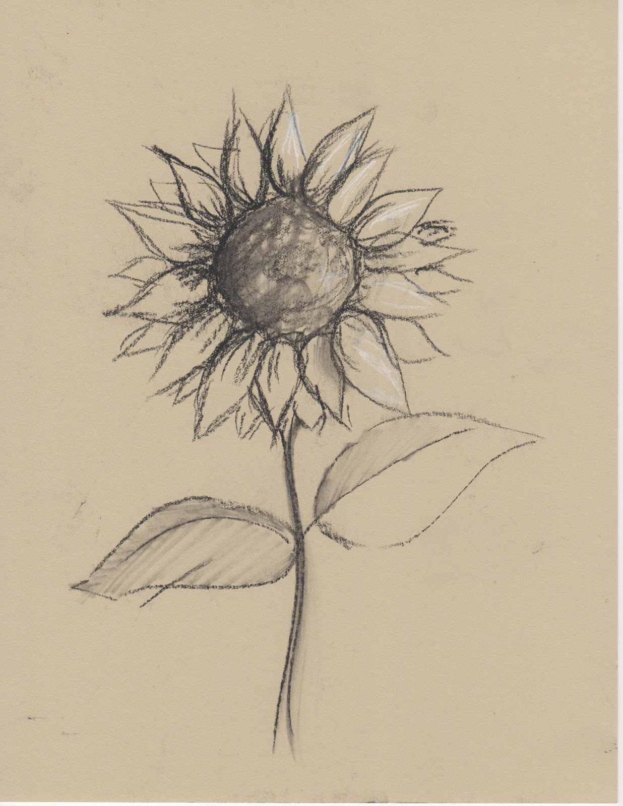 1236x1600 Sunflower Pencil Sketch Black And White Sketches Of Flowers Any - Black And White Sunflower Sketch