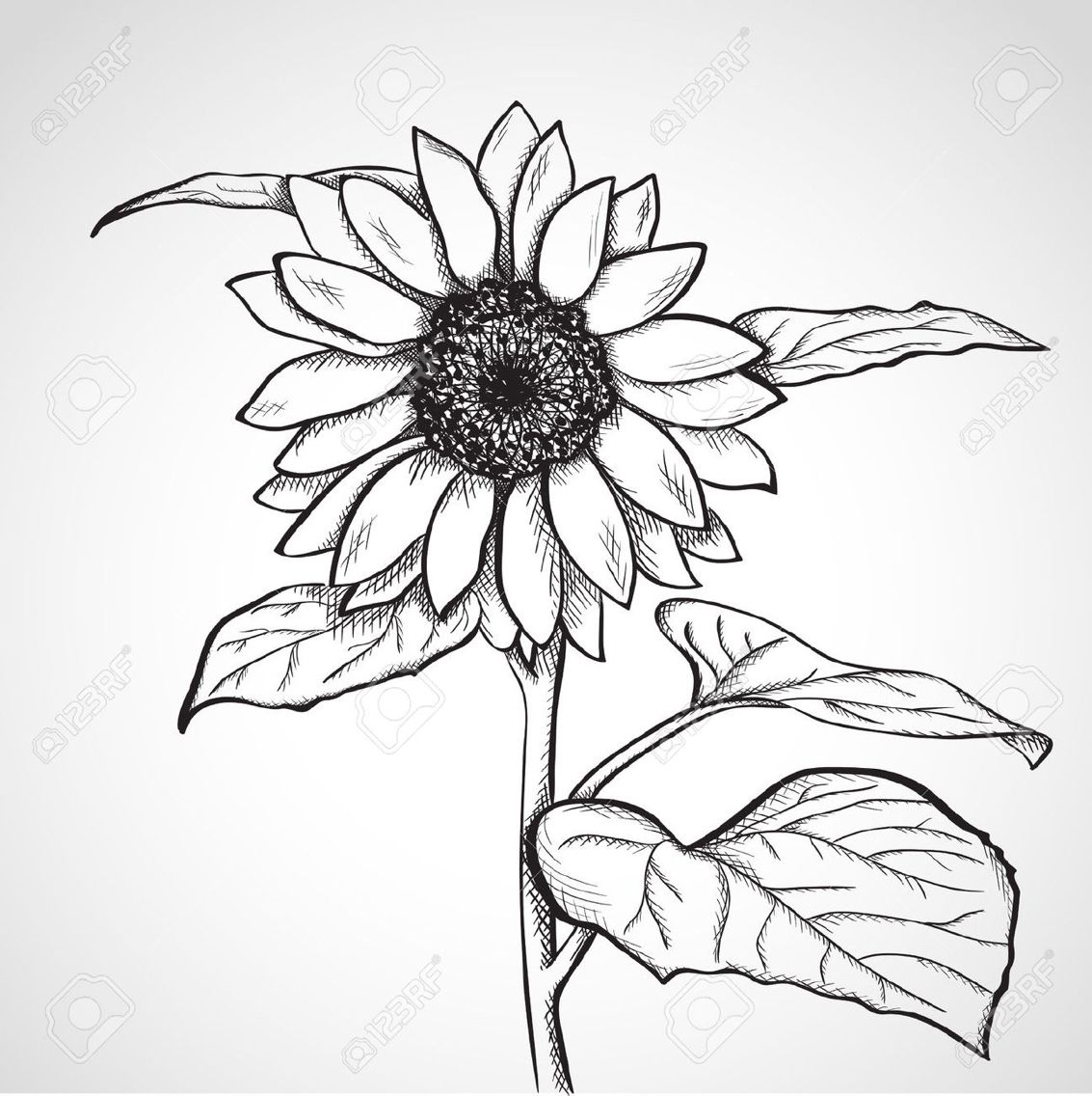 1133x1136 Sunflower Sketch Black And White - Black And White Sunflower Sketch