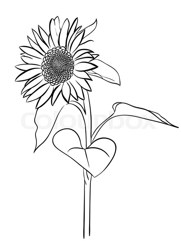 599x800 Sunflower Sketch Style Hand Drawn Isolated On White Background - Black And White Sunflower Sketch