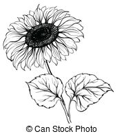180x195 Sunflowers. Sketch Sunflowers On White Background. - Black And White Sunflower Sketch