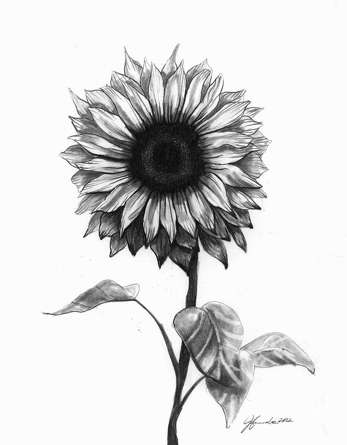 702x900 Sunshine Love Drawing By J Ferwerda - Black And White Sunflower Sketch