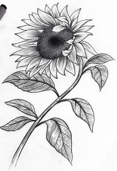 236x345 How To Draw Sunflowers - Black And White Sunflower Sketch