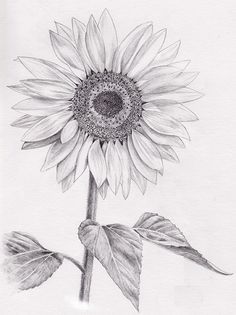 236x315 Sunflower Tattoo Black And White - Black And White Sunflower Sketch