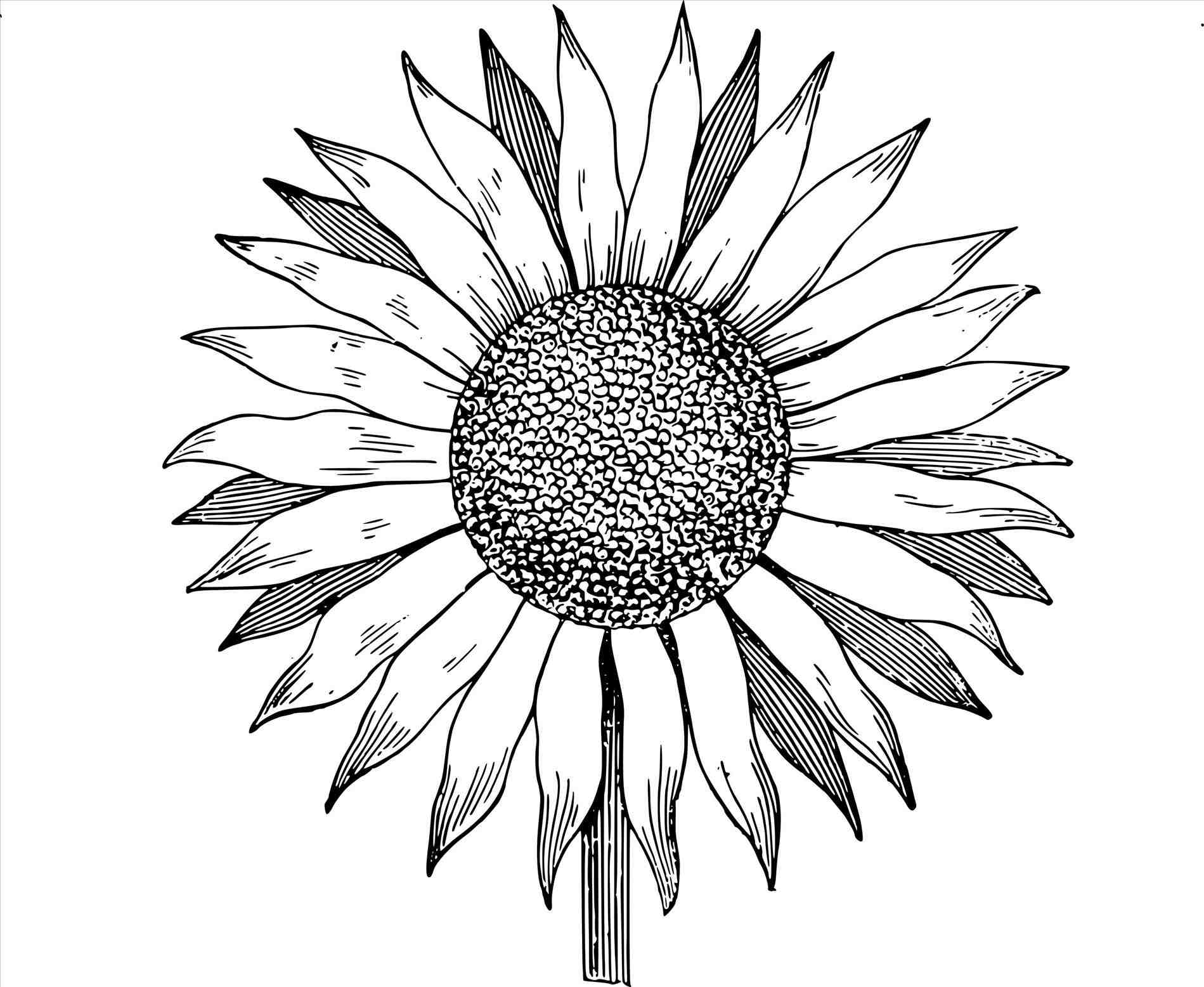 1899x1556 Collection Of Sunflower Drawing Tumblr Transparent High - Black And White Sunflower Sketch