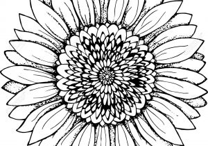 300x210 Black And White Sunflower Drawing - Black And White Sunflower Sketch