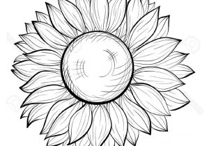 300x210 Black And White Sunflower Drawing Sunflower Drawing - Black And White Sunflower Sketch