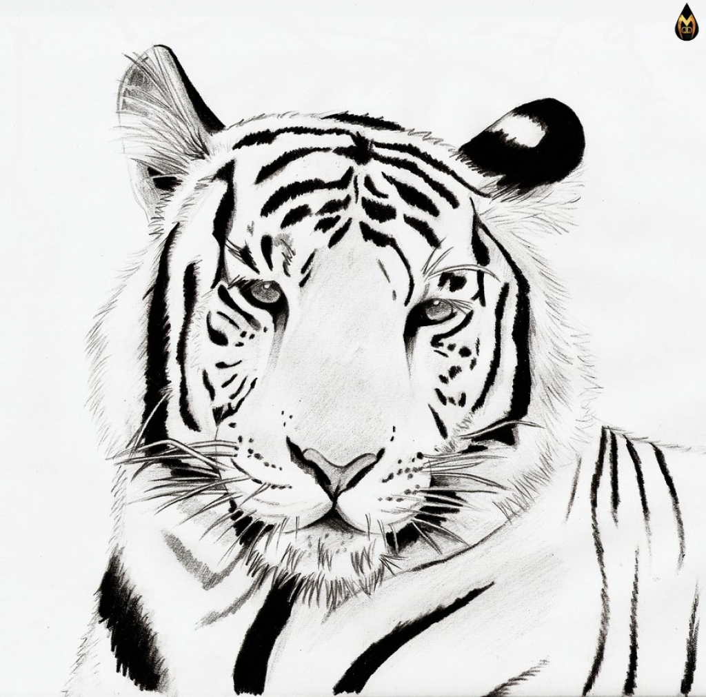 1024x1011 Drawn White Tiger Pencil - Black And White Tiger Sketch