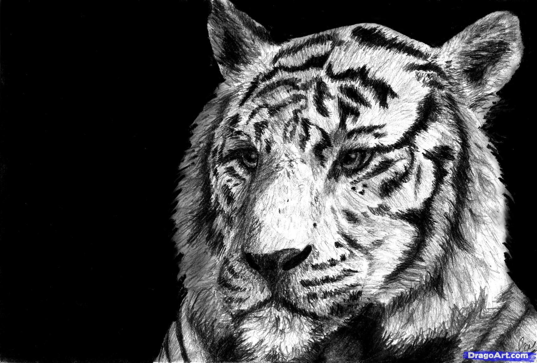 1714x1160 Easy Tiger Drawings In Black And White Easy To Draw Pictures Of - Black And White Tiger Sketch