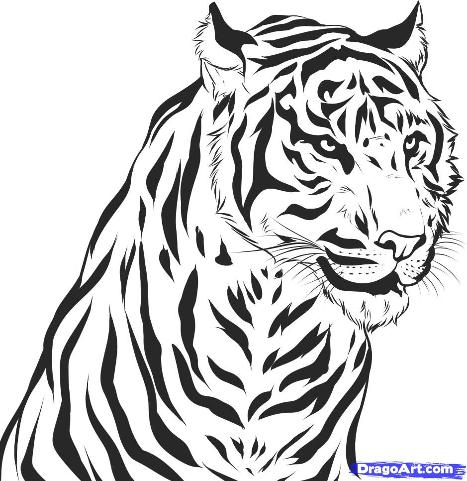 Black And White Tiger Sketch at PaintingValley.com | Explore collection