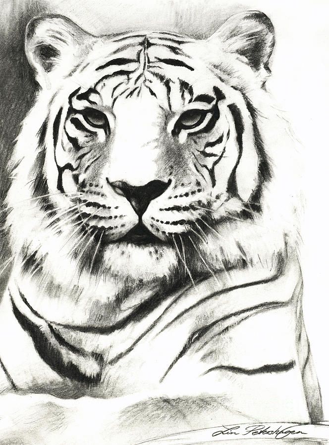 Black And White Tiger Sketch at PaintingValley.com | Explore collection ...