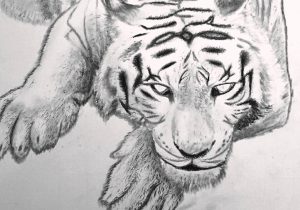 300x210 Sketch Of White Tiger - Black And White Tiger Sketch