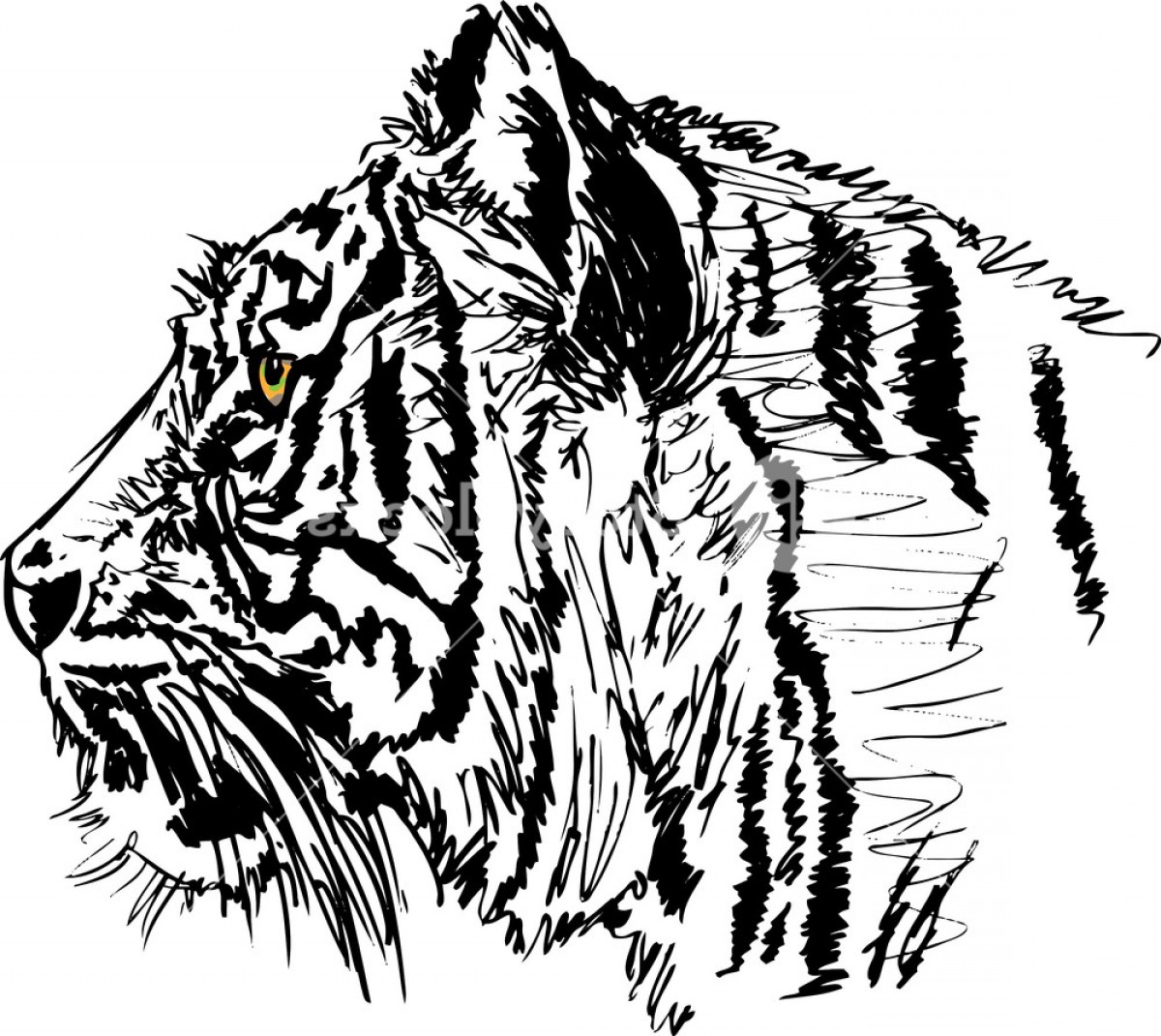 1200x1071 Sketch Of White Tiger Vector Illustration Bdvgppusu Jgotj Lazttweet - Black And White Tiger Sketch