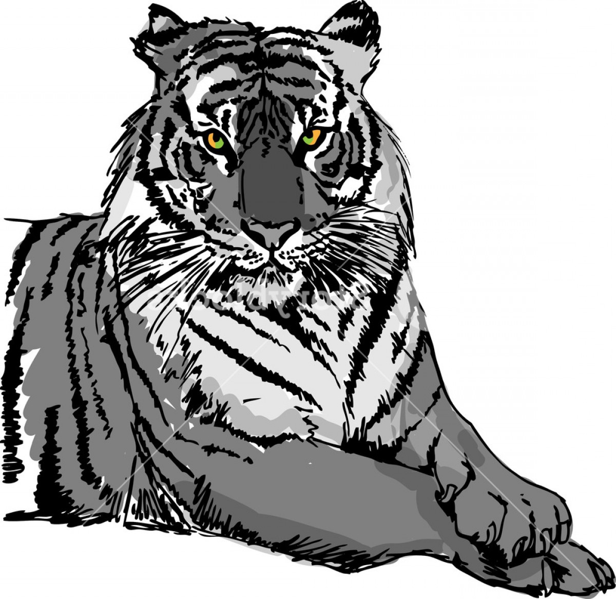 1200x1166 Sketch Of White Tiger Vector Illustration Sddtlrowjgowj Lazttweet - Black And White Tiger Sketch