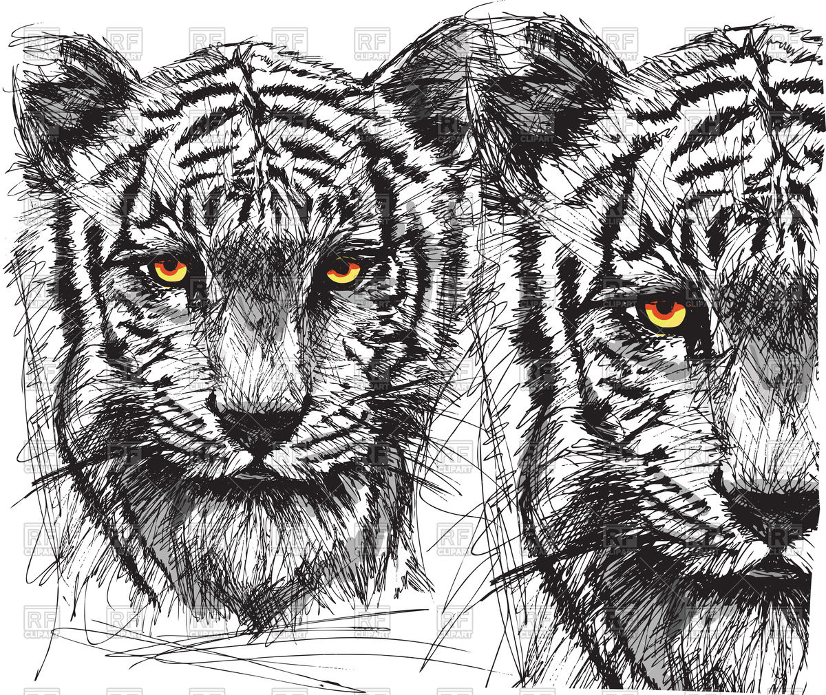1200x1010 Sketch Of White Tiger Vector Image Vector Artwork Of Plants And - Black And White Tiger Sketch