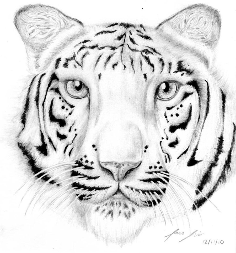 Black And White Tiger Sketch at PaintingValley.com | Explore collection