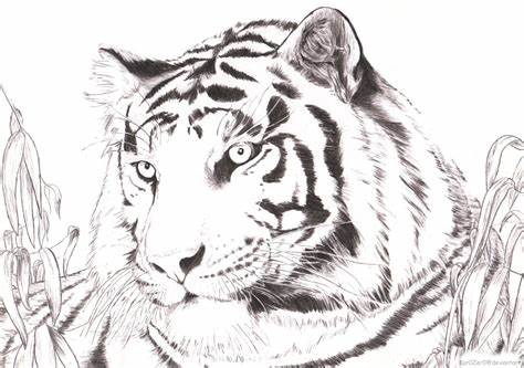 474x333 White Tiger Drawing Sketch. White Tiger By Whisperingequus - Black And White Tiger Sketch