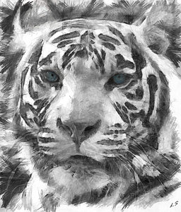 256x300 White Tiger Drawings Fine Art America - Black And White Tiger Sketch