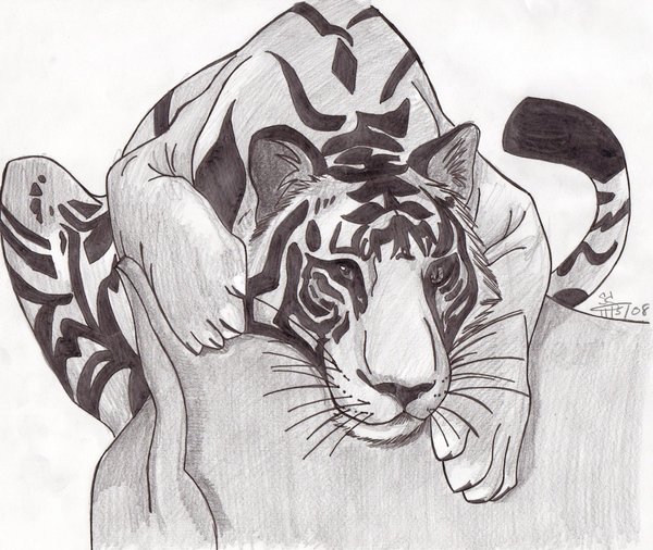 600x506 Black And White Tiger Drawings - Black And White Tiger Sketch