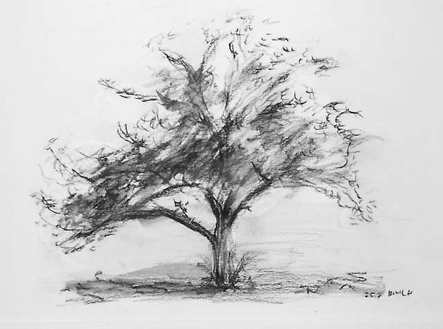 Black And White Tree Sketch At Paintingvalley.com 