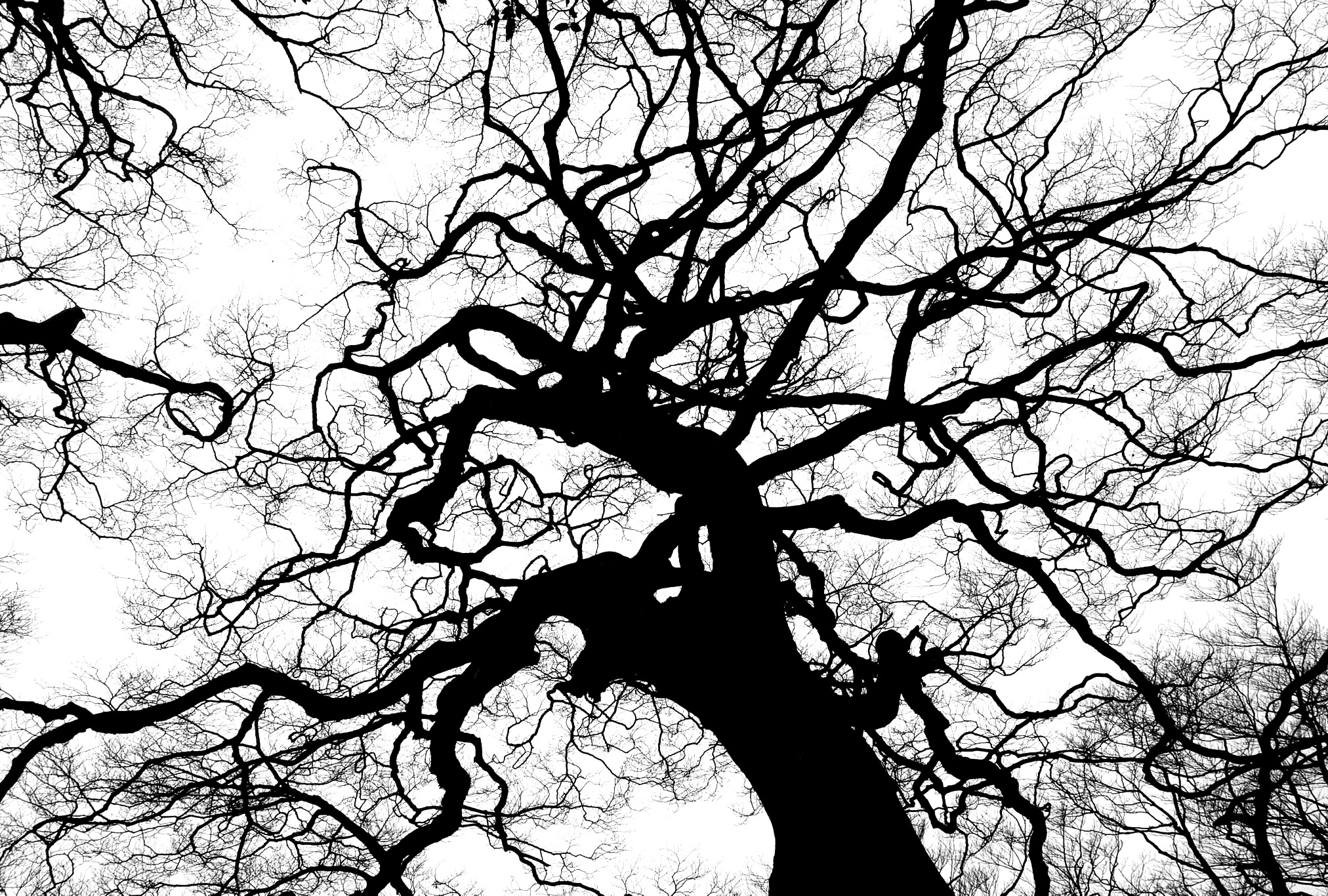 2024x1366 Free Images Nature, Forest, Branch, Silhouette, Black And White - Black And White Tree Sketch
