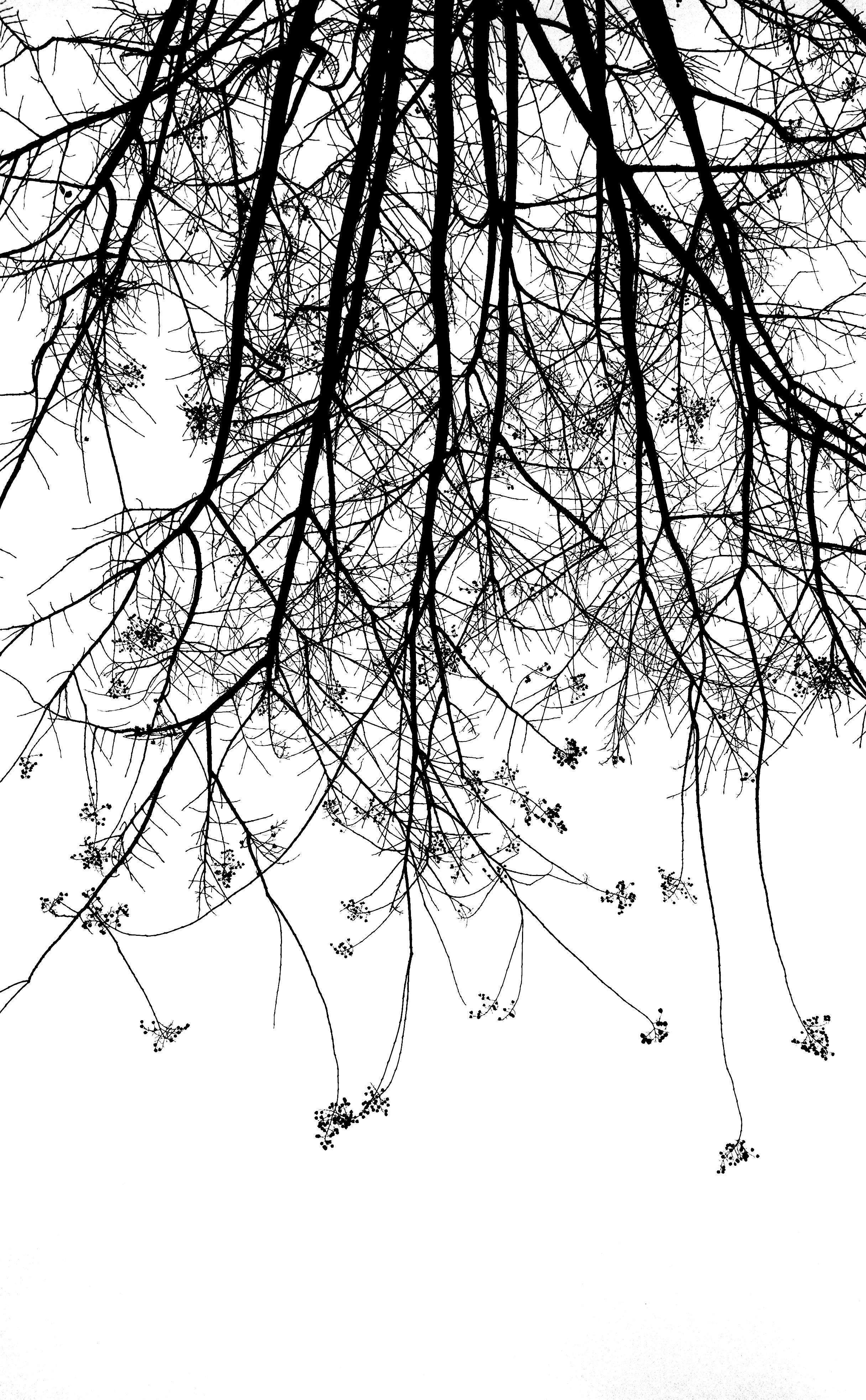 2432x3933 Free Images Tree, Branch, Silhouette, Black And White, Twig - Black And White Tree Sketch