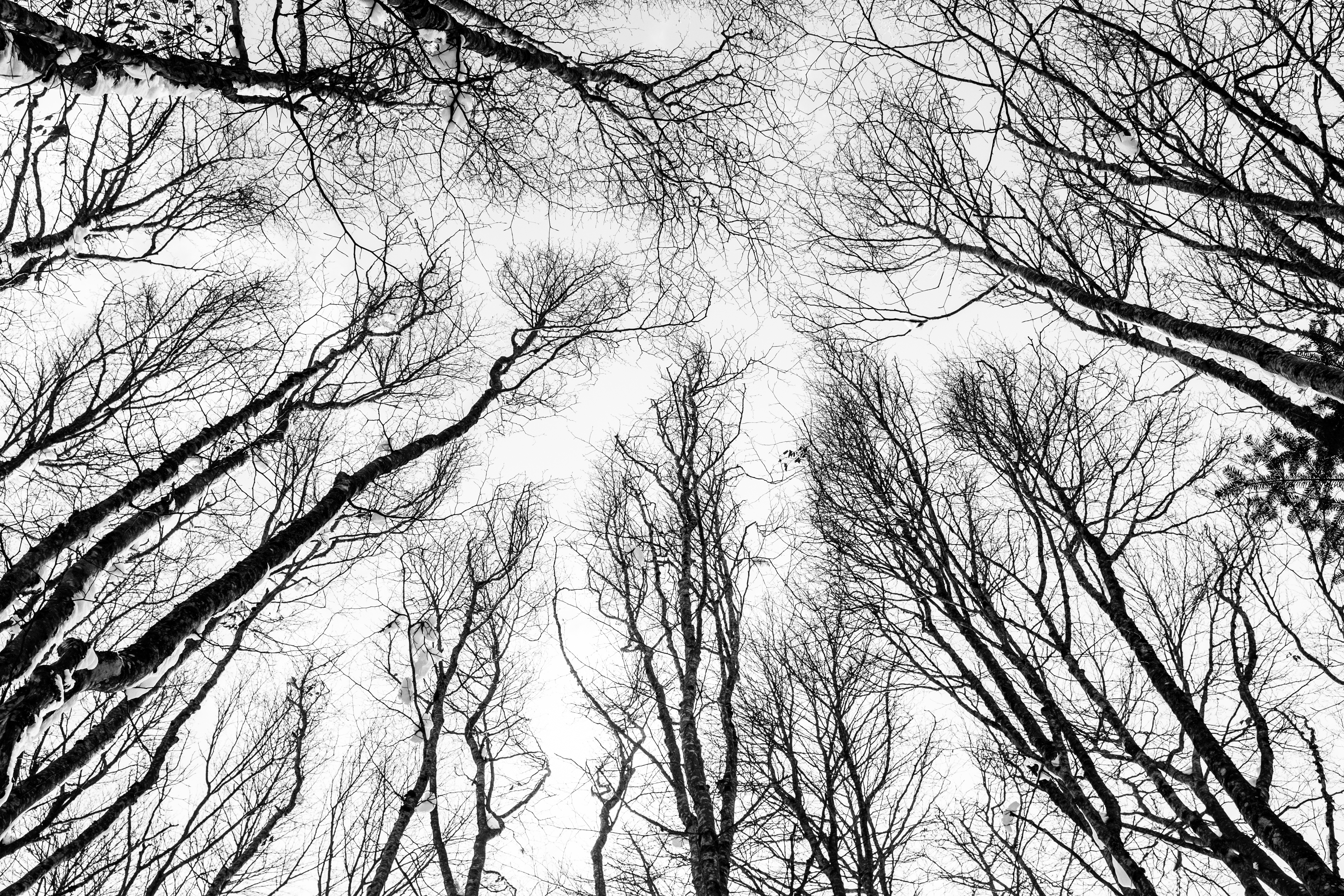 4896x3264 Free Images Tree, Forest, Branch, Winter, Black And White - Black And White Tree Sketch