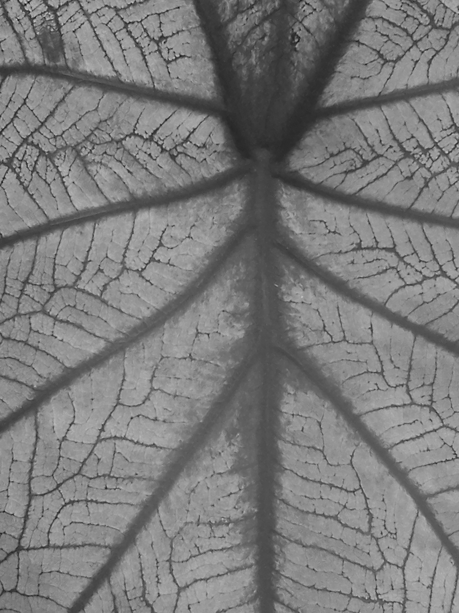 1536x2048 Free Images Tree, Nature, Branch, Black And White, Texture, Leaf - Black And White Tree Sketch