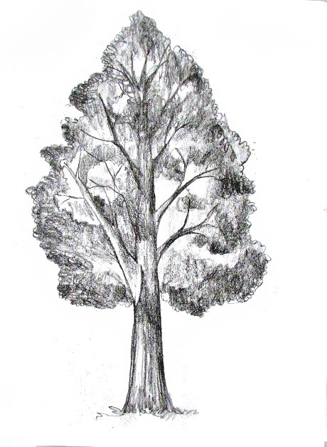 460x628 How To Draw A Tree - Black And White Tree Sketch