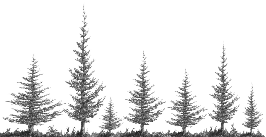 900x464 3.2.a2 Squirkle A Realistic Spruce Tree - Black And White Tree Sketch