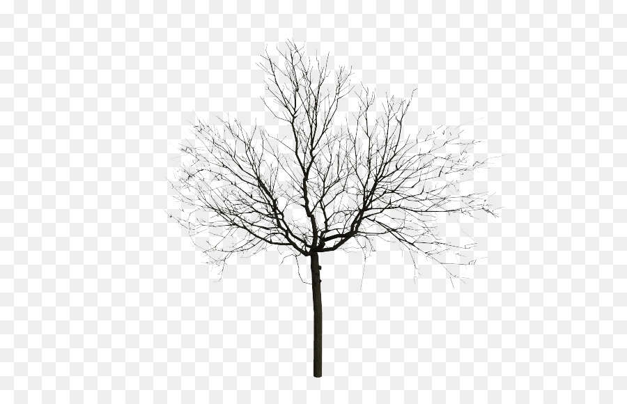 900x580 Tree Drawing Sketch - Black And White Tree Sketch