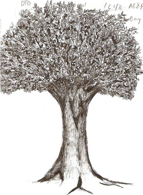 500x684 Beauty, Black And White, Drawing, Erect, Free Hand - Black And White Tree Sketch
