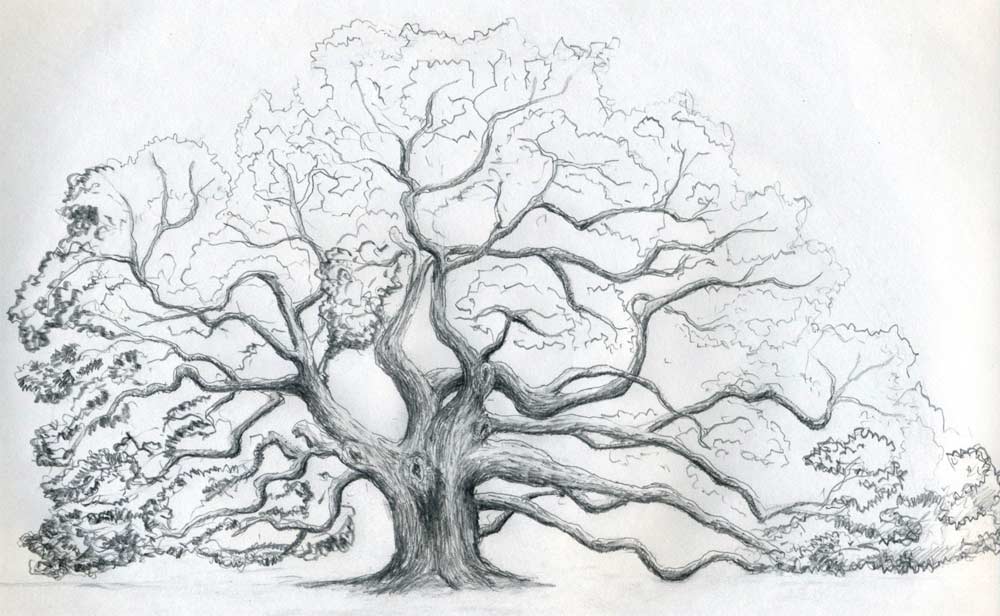 1000x616 Draw An Oak Tree. Angel Oak Tree. - Black And White Tree Sketch