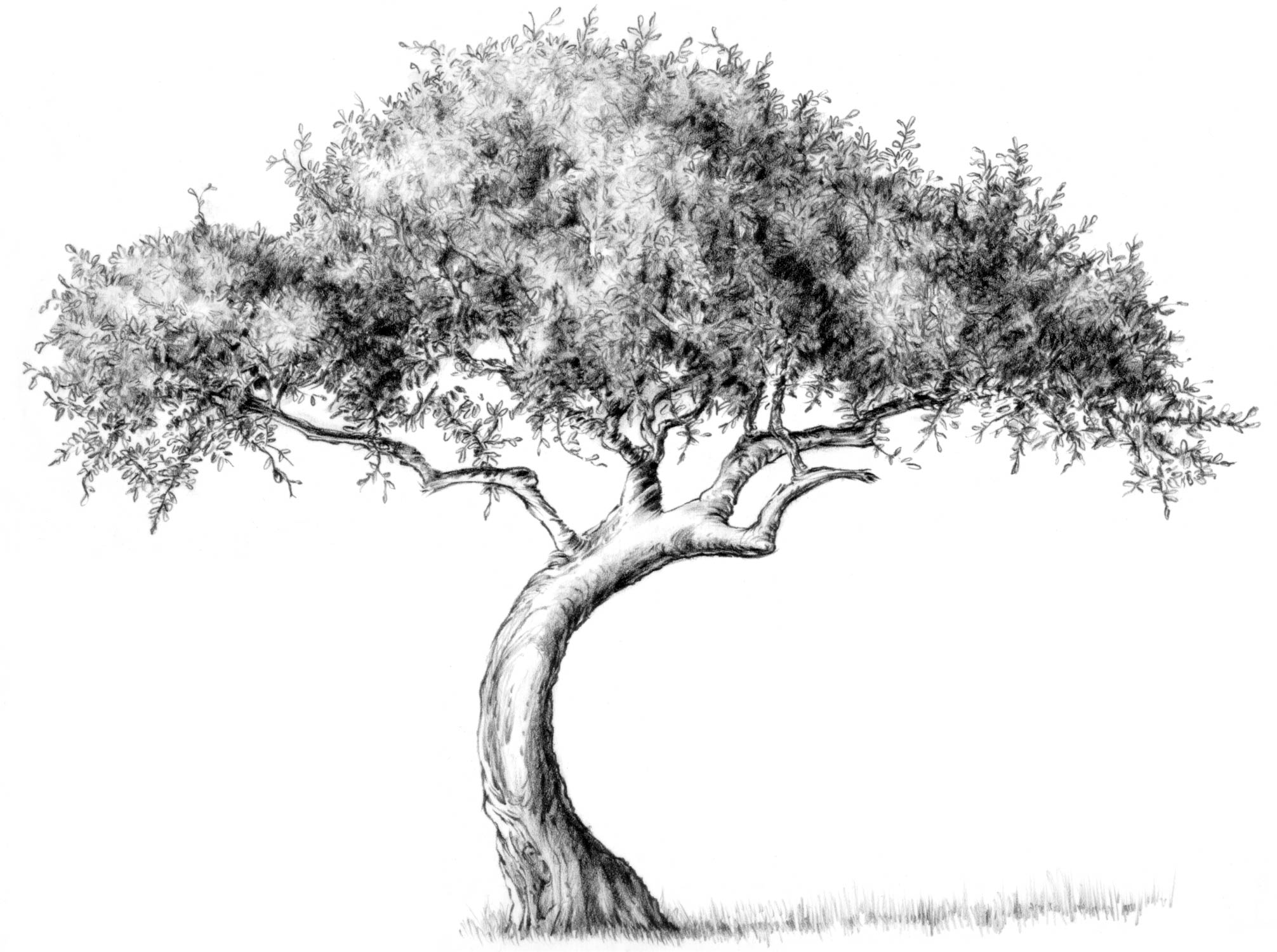 Black And White Tree Sketch at Explore collection