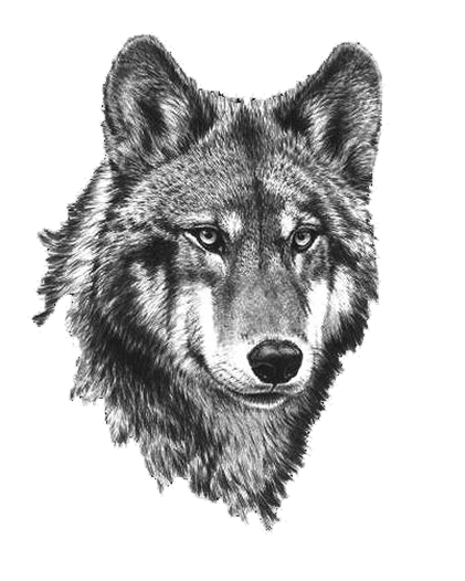 421x526 Black And White Wolf Png Transparent Black And White Wolf.png - Black And White Wolf Sketch