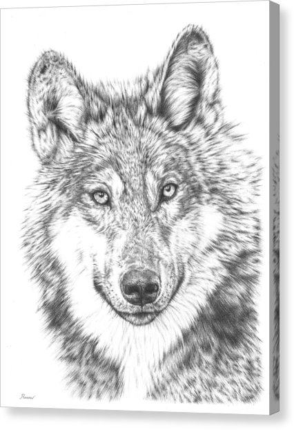 426x622 White Wolf Art Fine Art America - Black And White Wolf Sketch
