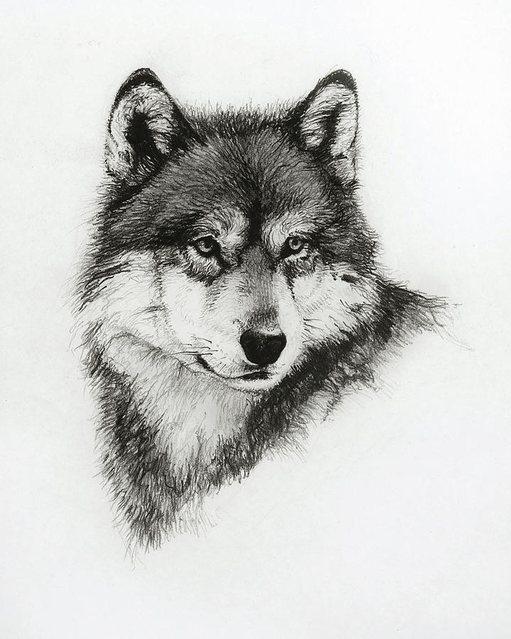 720x900 White Wolf Drawings Fine Art America - Black And White Wolf Sketch