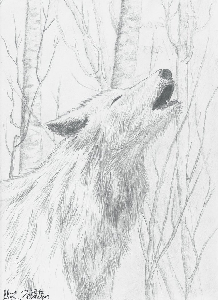 763x1046 White Wolf Sketch By Sticksnstones89 - Black And White Wolf Sketch