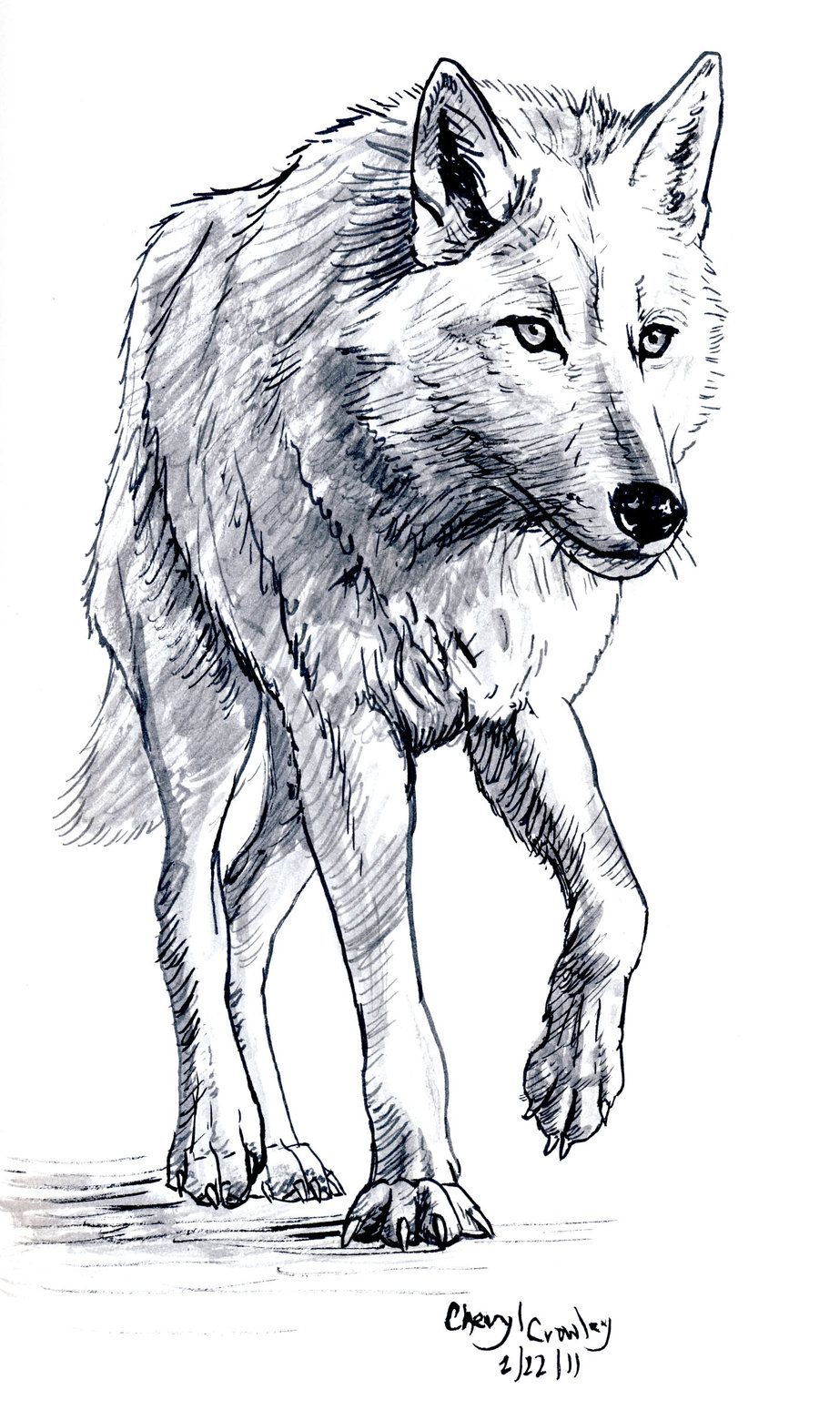 Black And White Wolf Sketch at Explore collection