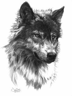 236x316 Wolf Fine Art Print, Illustration Print, Art Print, Pencil Drawing - Black And White Wolf Sketch