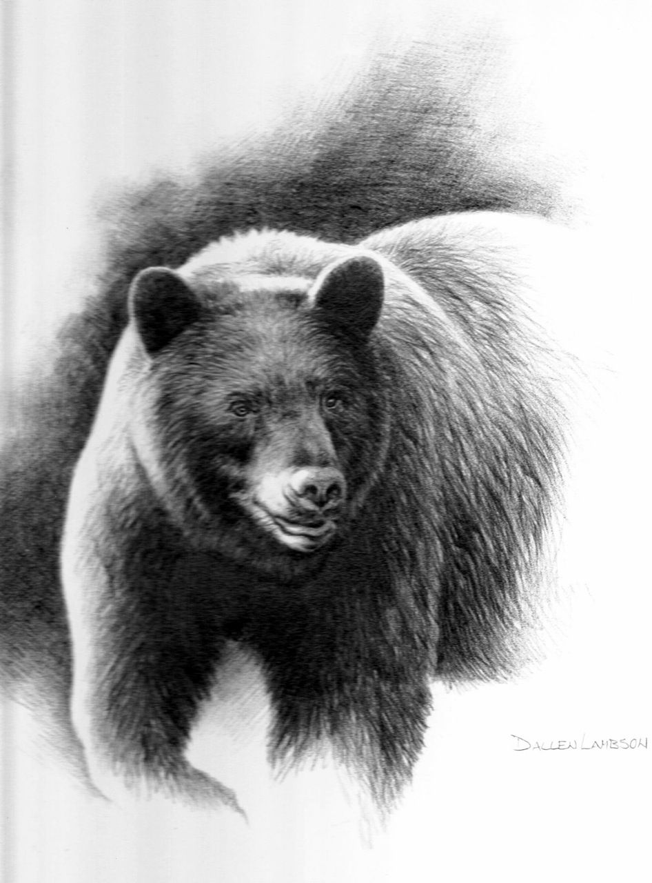 946x1280 Black Bear Sketches And Drawings Black Bear Drawings Standing To - Black Bear Sketch