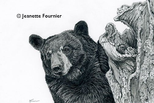 504x340 Black Bear Sketches And Drawings Black Bear Wi Copyright - Black Bear Sketch